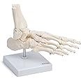 Cranstein A-322 Medical Anatomical Skeleton Foot Model, Life Size