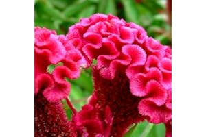 PERZOE 100 piezas de semillas de cresta de gallo con cresta de Celosia de colores mezclados, flores de fácil cultivo para jardín