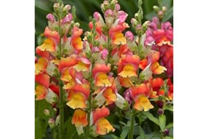 THE SEED SHED Antirrhinum Rembrandt Seeds – Stunning Bicoloured Snapdragons – RHS Plants for Pollinators – Half Hardy Perennial – for Your Beautiful Garden