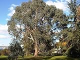  5 semillas de eucalipto dalrympleana montaña blanca Las semillas del árbol de goma