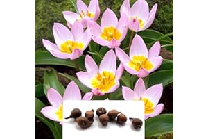 BOTANICAL BLISS 8 Tulip Bakeri Lilac Wonder Bulbs - Award-Winning Perennial Blooms - Unique Mauve Pink Petals - Perfect for Your Garden - Hardy in UK Climate