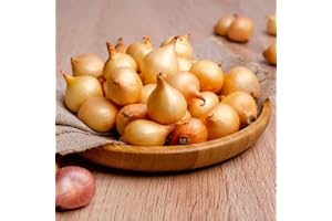 BRKENT Wintersteckzwiebeln Steckzwiebeln Winterhart Stauden MehrjäHrig Zwiebel Samen GemüSe KräUter WintergemüSe Zwiebeln Frisch Wintersteckzwiebel Geschenke FüR Gartenfreunde 150 Zwiebelsamen, Gelb