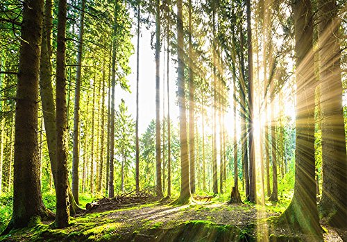 Fototapete Wald 3D 400×280 cm – VLIES TAPETE PREMIUM – PROFI QUALITÄT – Top moderne Wanddeko – Riesen Wandbild – Top Design Tapete – Neue exklusive Edition mit noch besser Druckauflösung – Deutsches Premium Vlies – Wald Landschaft Natur Sonne Grün Bäume Sonnenuntergang c-B-0098-a-b - 3