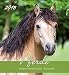 Pferde 2018 - Horses - Postkartenkalender (15 x 16) by