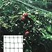 Produktbild Schmetterling Rolle-Vogelschutznetz 4 x 5 m