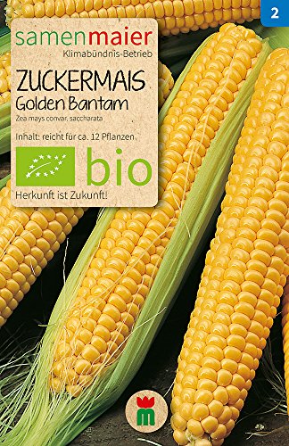 Zuckermais Golden Bantam | Bio-Maissamen von Samen Maier