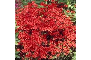 GARDENERSDREAM 1 x Arbusto perenne japonés de hoja perenne "Azalea Geisha Red" resistente en maceta.