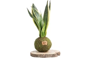 KOKEDAMAS LUCCIANA Kokedama Sansevieria Natural - Kokedama Interior | Bola de Musgo Vivo | Planta Natural | Planta Interior | Decoración Hogar | Fácil Cuidado y Mantenimiento