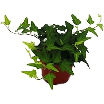 Efeu - Hedera - 9cm Topf - Zimmerpflanze : Amazon.de: Garten