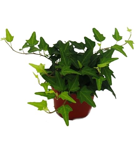 hedera helix mix Hedera helix - Ø 6 cm main image 1