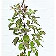 Tulsi Live Plant with Pot - Holy Basil Pooja Plant, Krishna Tulsi for Home & Garden, Medicinal & Air-Purifying Indoor/Outdoor Plant