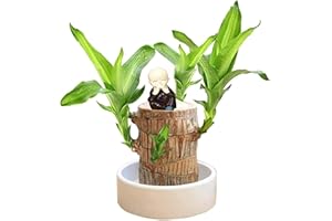 ACHIMLT Brazilian Wood Plant, Brazilian Lucky Wood Plant with Pot Hydroponic Potted Plant Stump for Desk Plant Decoration, Brazilian Wood Plants Purifying Indoor Air, Desktop Plant for Indoor Cultivation (B)