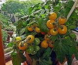  Las semillas amarillas tomate Cherry Balcón Elo Híbrido F1 no GMO