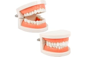 DASYUSUO 2 piezas Modelo de Demostración Dental Modelo de Dientes Estándar Modelo Dental Modelo de Enseñanza de Dientes para Enseñanza Dental,Cuidado Bucal