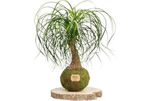KOKEDAMAS LUCCIANA Kokedama Beaucarnea Natural - Kokedama Interior | Bola de Musgo Vivo | Planta Natural | Planta Interior | Decoración Hogar | Fácil Cuidado y Mantenimiento