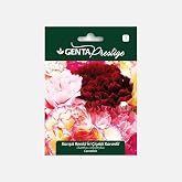 Genta Prestige Mixed Color Large Flower Clove Flower Seed