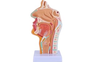 TURLTE Benefischl Nasen HöHlen Hals Anatomie Modell Menschliches Anatomisches Pharynx Larynx Modell für Studenten Studien Display Lehre