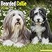 Produktbild Bearded Collie Calendar 2018 (Square)