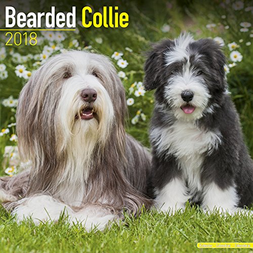 Preisvergleich Produktbild Bearded Collie Calendar 2018 (Square)