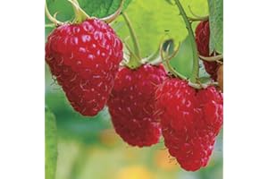 Haloppe 300 Pz Semi di Frutta Lampone Rosso per la Piantagione del Giardino di Casa, Semi di Frutto di Lampone Rosso Pianta da Giardino Dolce Semi Di Lampone Rosso