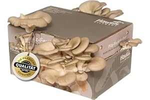 Hawlik Pilzbrut - Set de cultivo de setas de ostra - Cultive y coseche usted mismo setas ostra frescas - facilísimo - pequeño kit cultivo setas - Setas autokultivo