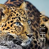 Wildlife 2015 - Broschürenkalender (30 x 60 geöffnet) - Tierkalender by 