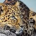Wildlife 2015 - Broschürenkalender (30 x 60 geöffnet) - Tierkalender by 