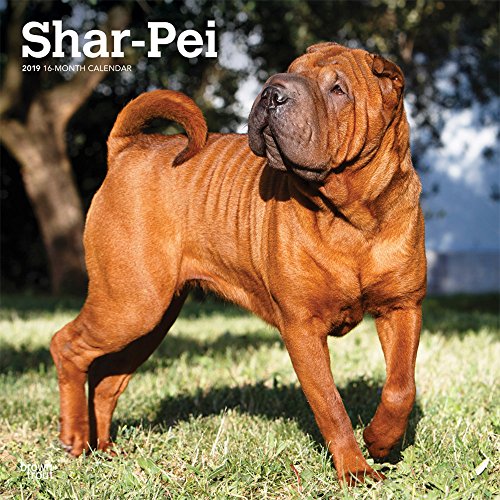 Download Shar-Pei 2019 Calendar