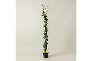 Plantì GELSOMINO RINCOSPERMUN in vaso da 17cm ed altezza 130cm. Piante da giardino Gelsomino rampicante, piante da esterno vere e piante rampicanti da esterno. 6 mesi di concimazione con Plantì.