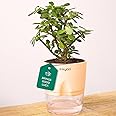 Kyari Good Luck Jade Plant with Cream Self Watering Pot - Small 4 Inch