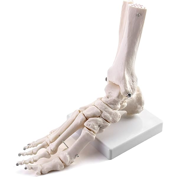 Anatomisches Fußmodell, 9-teilig – Natürlich Großer Fuß Mit 81 Beschriftungen Für Knochen, Muskeln, Bänder, Nerven & Gefäße