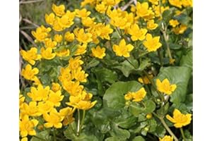 WASSERPFLANZEN WOLFF - Caltha palustris - Sumpfdotterblume, gelb - 2er-Set QUALITÄTSSTAUDEN in 9x9cm Töpfen - heimisch - winterhart