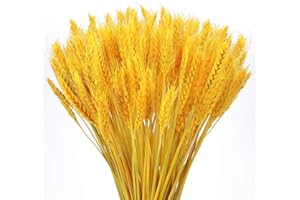 YUKIYI 100 sztuk, suszone kwiaty pszenicy, suszone kwiaty pszenicy, bukiet kwiatów, wiązka, sztuczna pszenica, suszone kwiaty, do kominka, domu, kuchni, stołu, 100 sztuk, złote