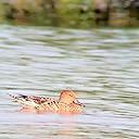  Good quality & image