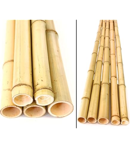 Moso Bambusrohr 1m – Gebleichtes Naturrohr, Durchmesser 5,8-7 Cm, Vielseitig Für DIY & Dekoration