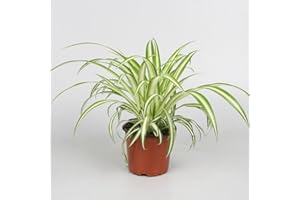 NATURAVIVA BASSANO DAL 1995 Piante vere in vasoa per terrario e paludario (Chlorophytum variegatum)