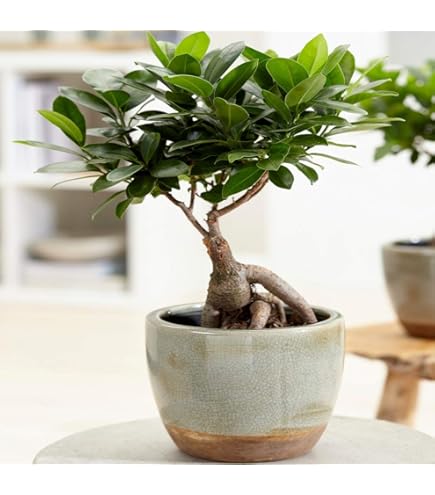 Ficus microcarpa Ginseng-Chinesische-Feige-Bonsai Baum Topfdurchmesser 12  cm Hhe ca.30 cm Zimmerpflanze : Amazon.de: Garten