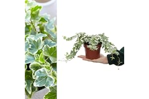 CARBETH PLANTS Large White Variegated Hedera Helix - English Ivy Evergreen Shrub in 13cm Pot - Suitable for Indoor and Outdoor Use (1 Plant)