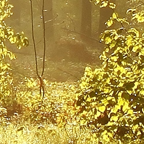 Fototapete Wald grün 350×245 cm XXL !  PREMIUM VLIES TAPETE – PROFI QUALITÄT (Keine Papiertapete, keine Blasenbildung) – Top moderne Wanddeko – Fototapete 3D Illusion – Riesen Wandbild – Top Design Tapete – Neue exklusvie Edition mit noch besser Druckauflösung – Deutsches Premium Vlies (Kein Import Vlies oder PVC), Schlafzimmer, Wohnzimmer, Kinderzimmer geeignet | modern Fototapeten Wandtapete Landschaft Baum Bäume Natur FOB0238a73XL - 7