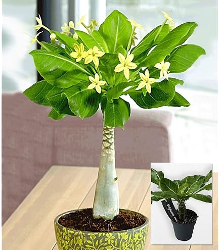 Banyan-Feige Ficus benghalensis Zimmerpflanze 200cm hoch 50cm XXL  Zimmerbaum mit groen glnzenden Blttern pflegeleicht robust dekorative  Grnpflanze fr Wohnzimmer Bro Innenrume : Amazon.de: Garten