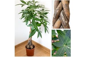 Planta Tronco Trenzado PACHIRA ACUATICA Arbol Grande 120CM Altura Castaño de Guayaba