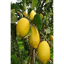 Pianta Grande Di Limone 4 Stagioni A Tronco Grosso In Vaso 70 Cm - Foto 6