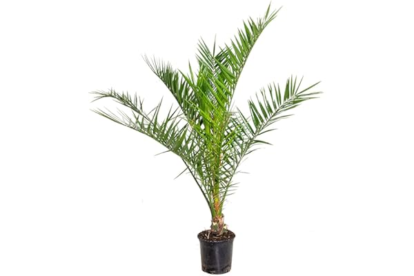 Bloomique - Phoenix Canariensis - Palmier des Canaries - Palmier rustique - Plantes de jardin - Hauteur 80-100 cm - Pot 19 cm