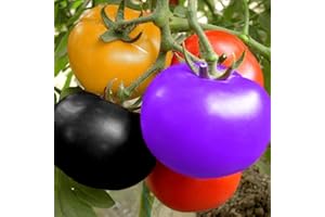 Haloppe 300 Pcs Tomate Fruits Légumes Graines pour La Maison Jardin Plantation, Coloré Tomate Graines Délicieux Fruits Légumes Maison Jardin Cour Décor Graines de tomates