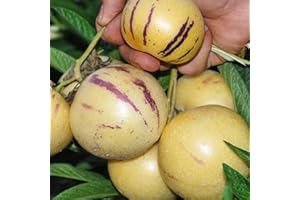 PERZOE 100 piezas de semillas de pepino, melón dulce, fruta, verdura, bonsái, jardín, planta rara Semillas de Pepino