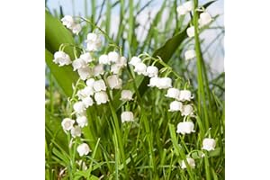 YOUGARDEN You Garden - Lily of The Valley, Convallaria majalis Perennial Plant in 9cm Pot - Fragrant Spring Flowers for Gardens
