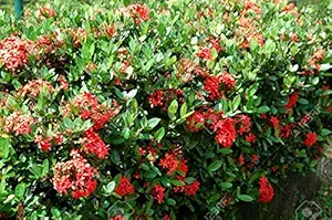 ROYAL LAND Ixora Live Plant Taiwanese Dwarf Red Ixora, Chethi 1 Healthy Live Plant on Poly Bag