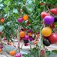 20 Semi Di Arancio Bonsai, Arrampicata, Frutta Biologica, Semi Da Piantare