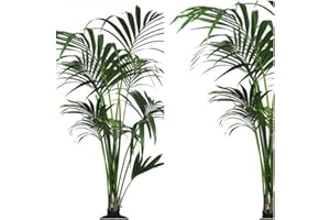 GENÉRICO Planta natural Elegante Palmera Kentia. 80-90 cm. Segura Garden. Las palmeras Kentia son espectaculares y mejoran la calidad del aire, creando un ambiente fresco y relajante en el hogar.