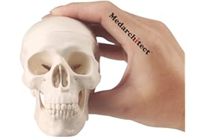 Medarchitect Mini Skull Model Small Size Human Anatomy Skull Model with Moving Jaw and Articulated Mandible for Drawing Cranium Medical Education, Decoration, Art Student Sketching
